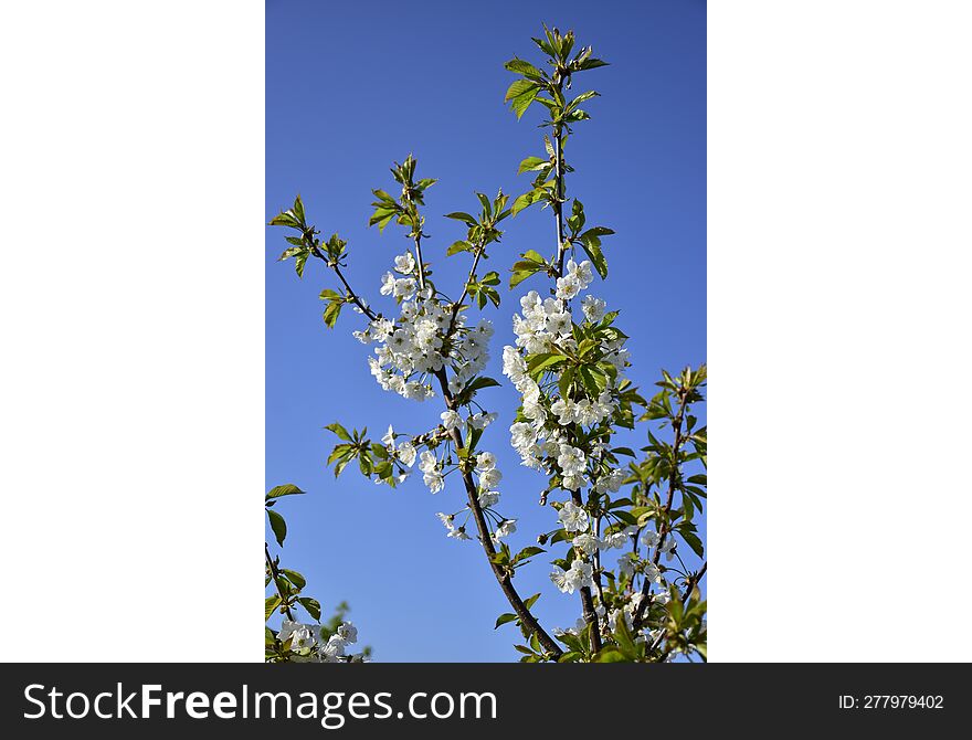 Cerasus avium, Prunus juliana, Prunus varia