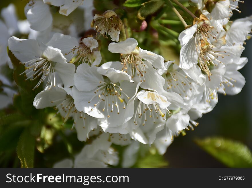 Cerasus avium, Prunus juliana, Prunus varia