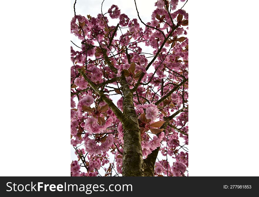 Prunus serrulata & x28 common& x29  - Japanese flowering cherry