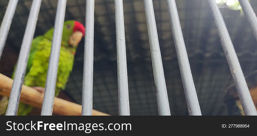 A beautiful background parrot is seen behind bars in a protected species rehabilitation park
