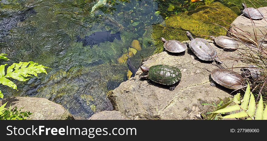 Turtles preparing to enter the water