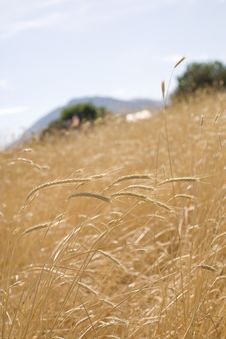 Wheat Field Royalty Free Stock Images Wheat Field Royalty Free Stock Images