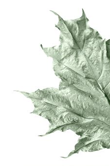 Maple Leaves Background Stock Image Maple Leaves Background Stock Image