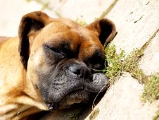 Sleepy Dog Royalty Free Stock Images
