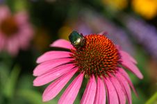 Coneflower With Shiny Beetle Royalty Free Stock Image Coneflower With Shiny Beetle Royalty Free Stock Image