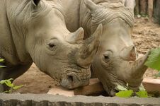 Rhino Lovers Royalty Free Stock Images