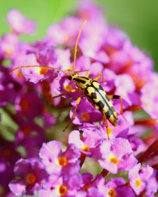 Yellow Bug Stock Photography Yellow Bug Stock Photography