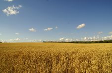Gold Wheat Royalty Free Stock Image Gold Wheat Royalty Free Stock Image
