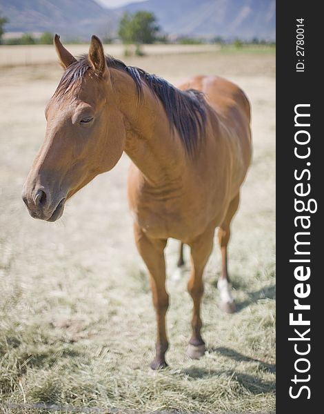 A full length view of a brown horse with black hair standing in a rural field