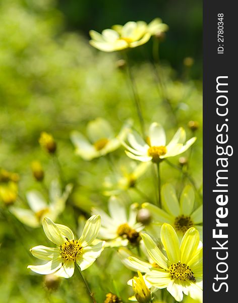 Yellow daisy flowers