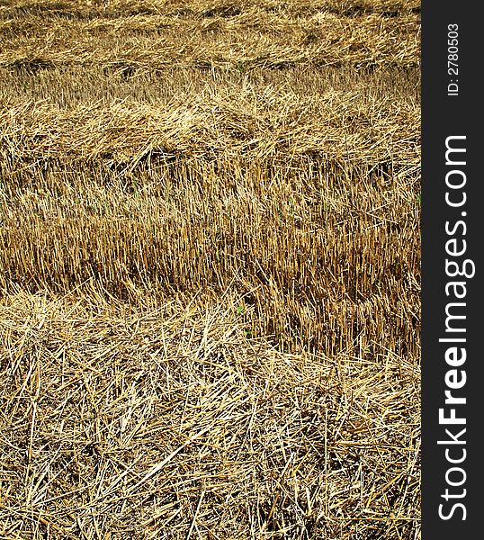 Wheat field after harvest detail