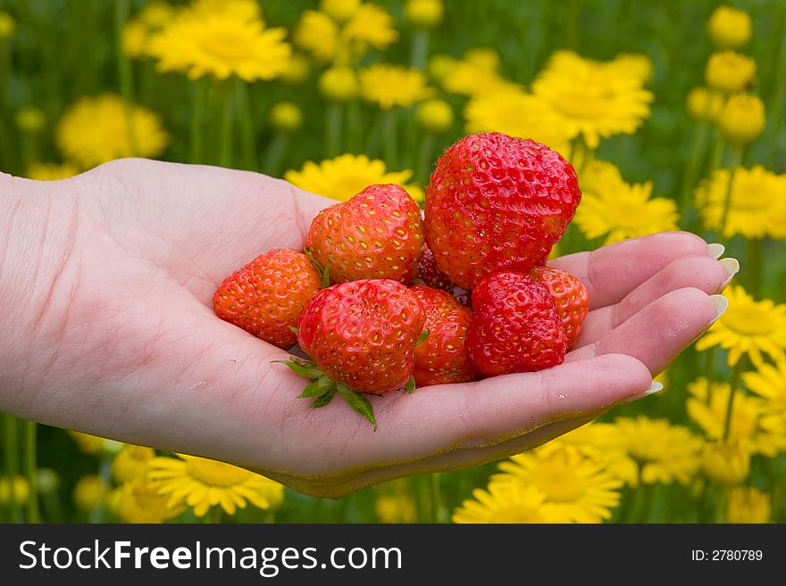 Hand with strawberries and flowers as a background
