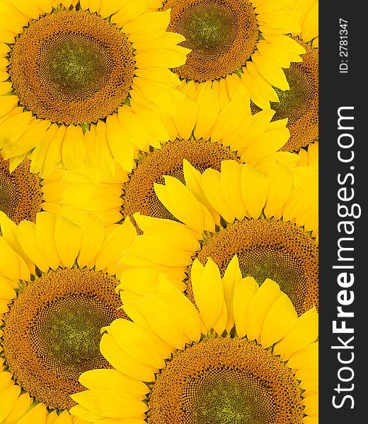 Nice yellow sunflower background texture