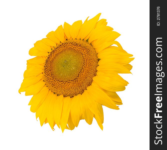 Sunflower isolated on white (3)
