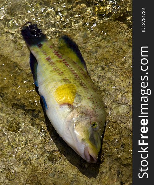 Beautiful adriatic sea fish close up shoot