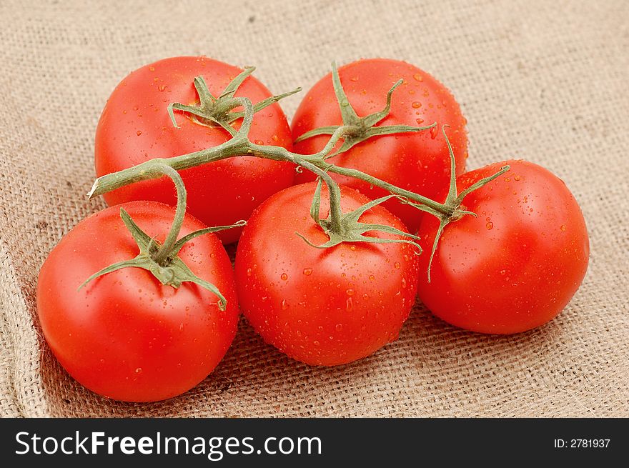 Branch of tomatoes isolated on table. Branch of tomatoes isolated on table