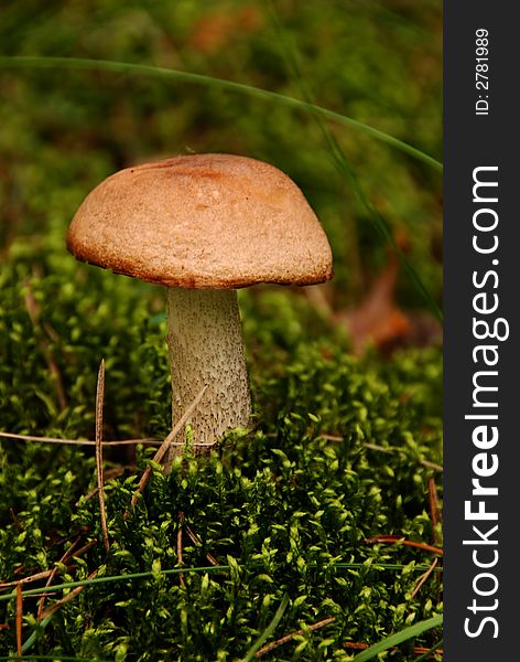 A mushroom in the forest. A mushroom in the forest