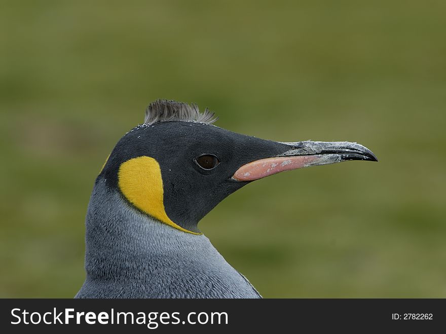 Young King Penguin in the South Georgia