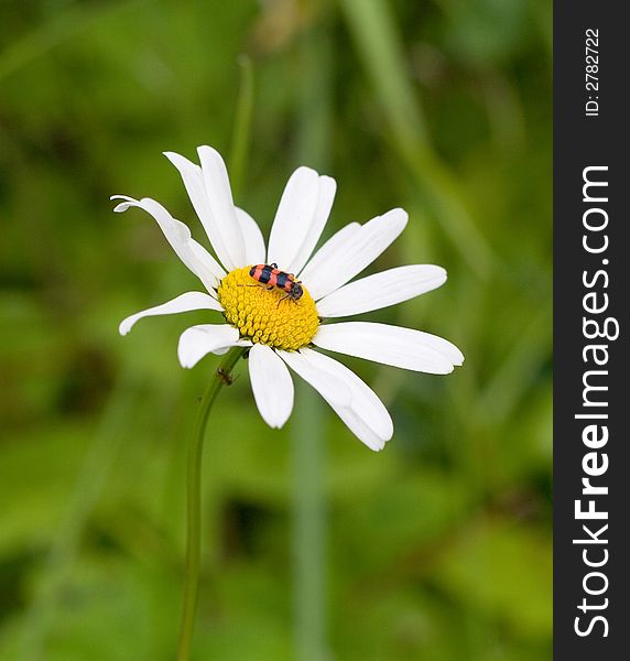 Daisy In The Garden