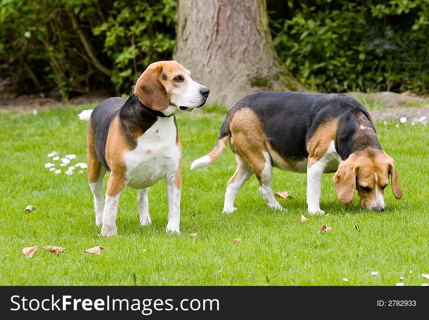 2 beagles , male and female on a green lawn playing .