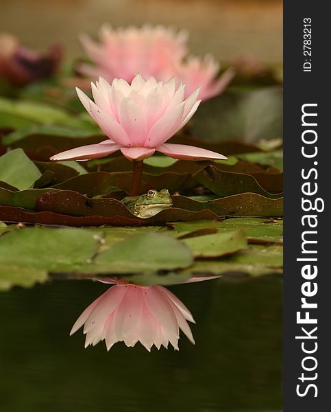 A frog sitting near some water lilies. A great place to await a princess who may have come to watch the water lilies.