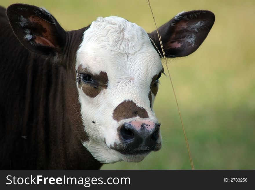 Close-up of cow (calf) looking straight ahead. Close-up of cow (calf) looking straight ahead.