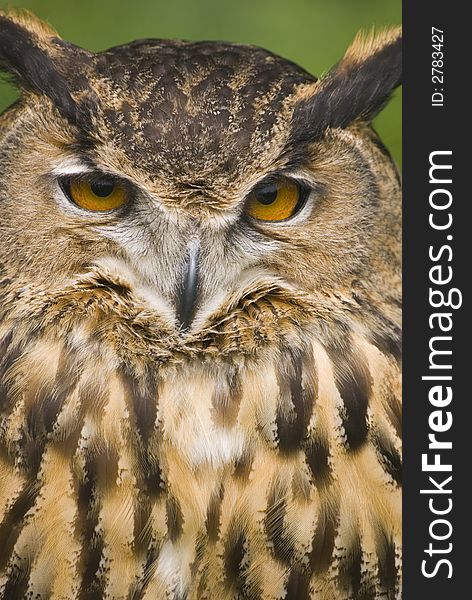 Mylo, european eagle owl - bubo bubo, escot, devon