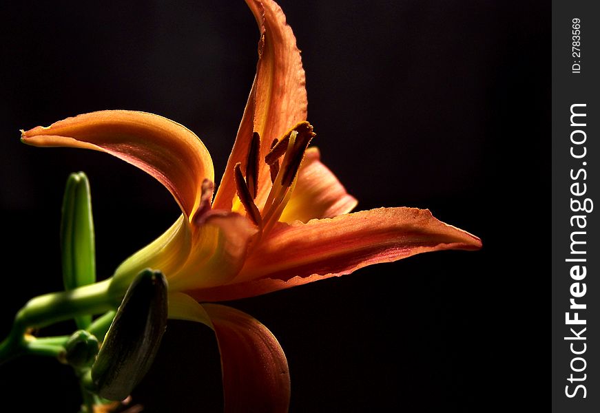Color photograph of a day lily bud opening up with a black background. Color photograph of a day lily bud opening up with a black background.