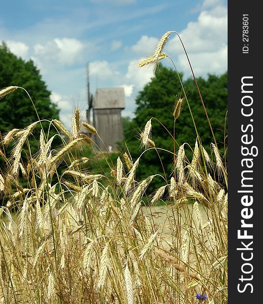 Field of wheat in summer and old windmill