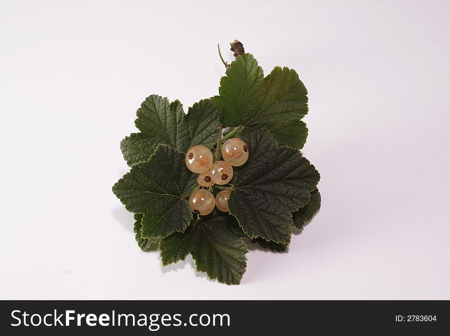 White currant on the white background