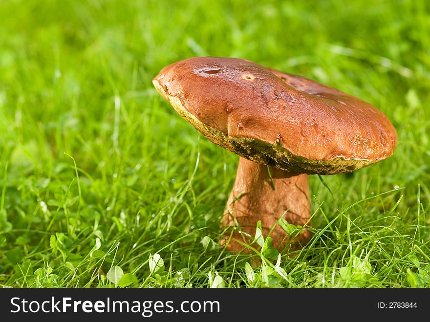 Picture of a big mushroom on a meadow