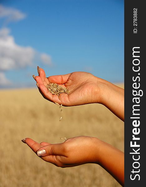 Wheat in the hands on the blue sky background. Wheat in the hands on the blue sky background