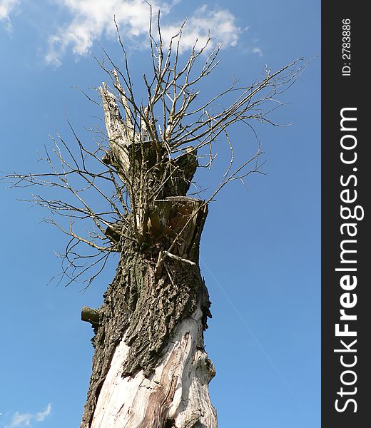 Very old tree standing alone