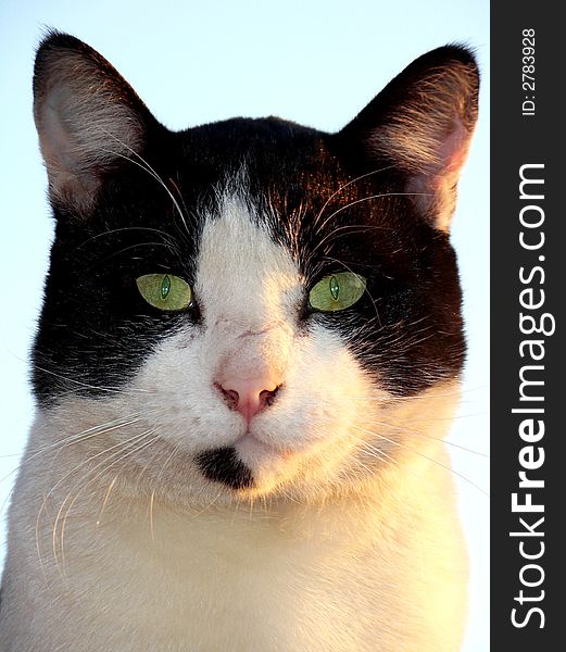 A portrait photo taken of a black and white cat