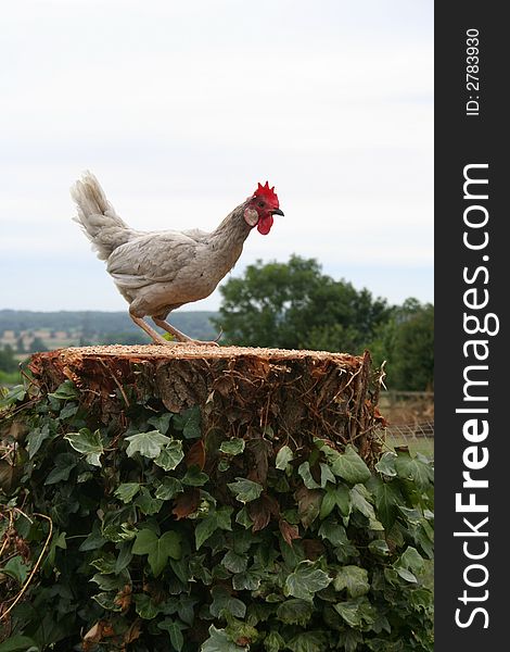 Chicken eating seed on a lopped tree trunk. Chicken eating seed on a lopped tree trunk.