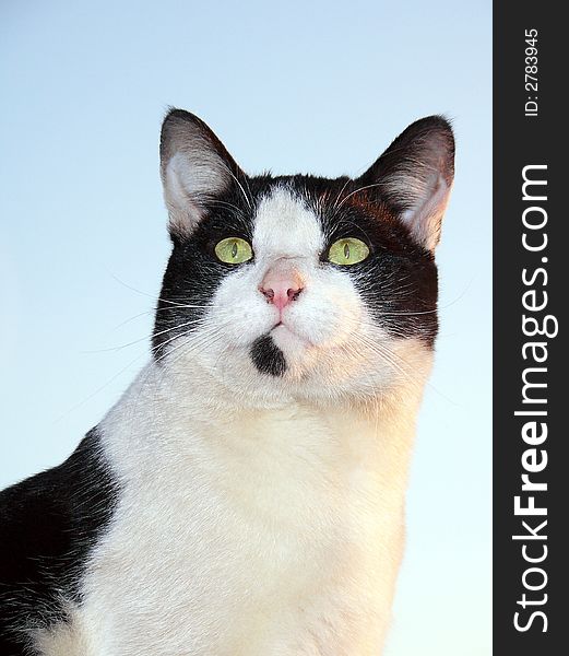 A portrait photo taken of a black and white cat