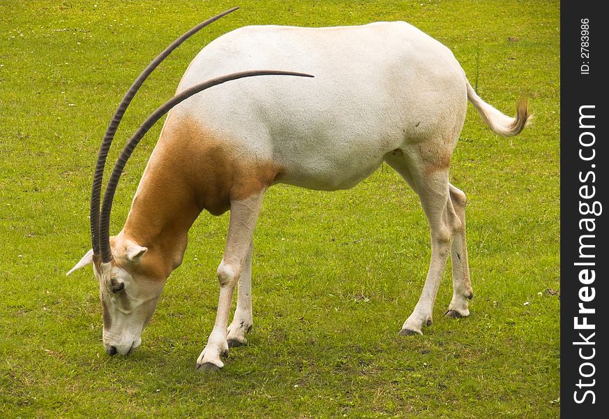 Oryx on a grassland (oryx dammah)