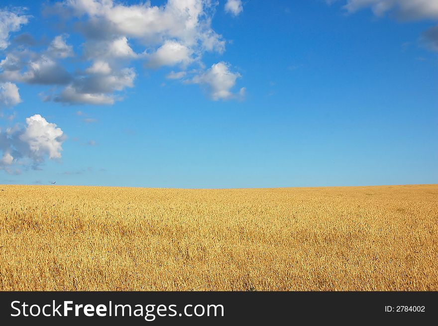 Wheat in the hands on the blue sky background. Wheat in the hands on the blue sky background