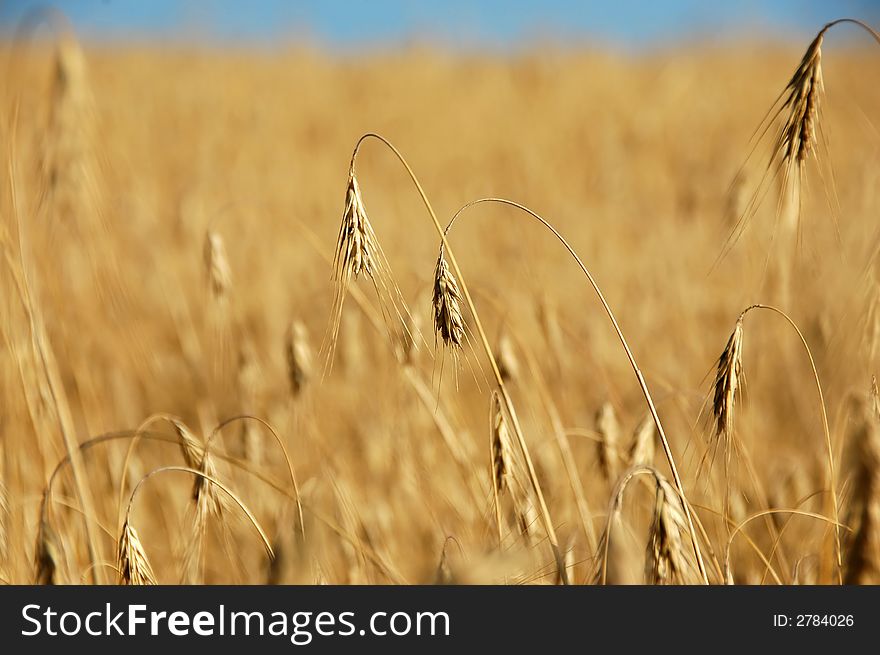 Wheat in the hands on the blue sky background. Wheat in the hands on the blue sky background