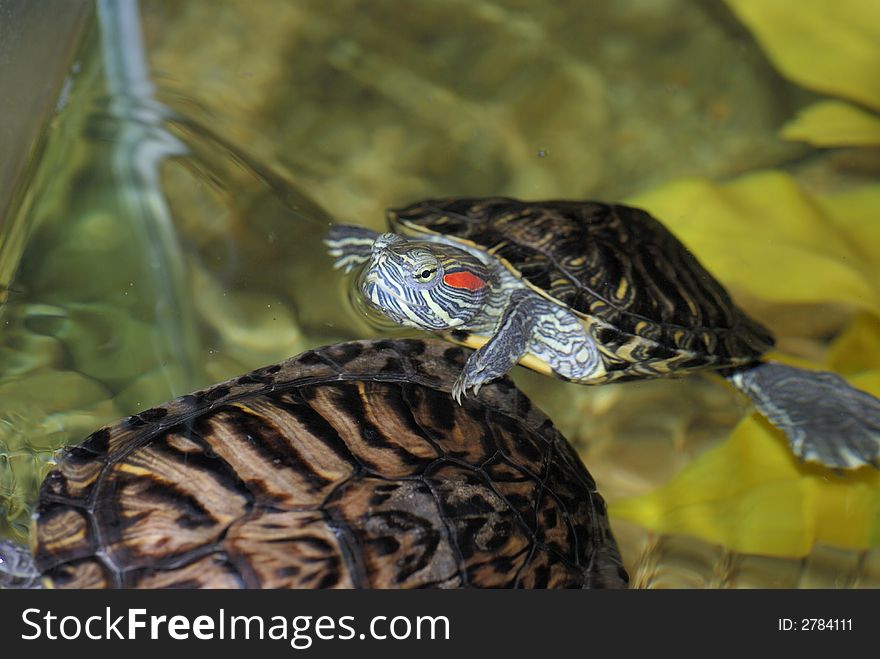 A red eared turtle in the water. A red eared turtle in the water