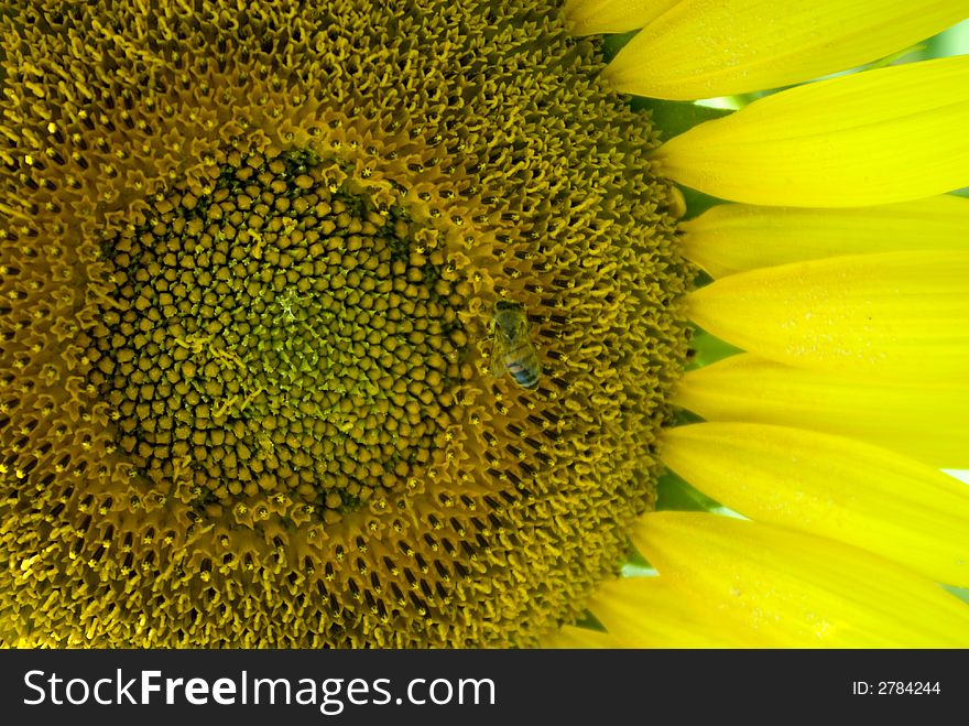 Close up of a bee on a Sunflower in tuscany. Close up of a bee on a Sunflower in tuscany
