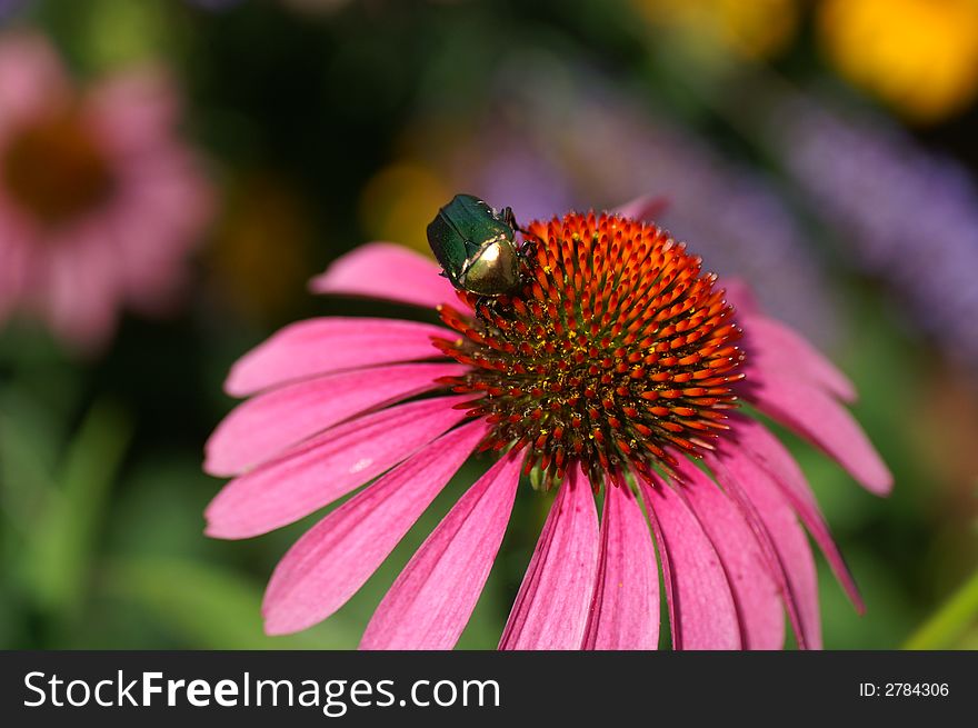 Coneflower With Shiny Beetle