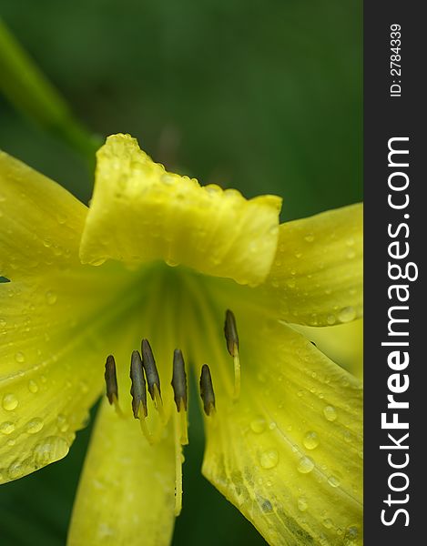 Closeup of day lily flower sprinkled with water droplets. Closeup of day lily flower sprinkled with water droplets