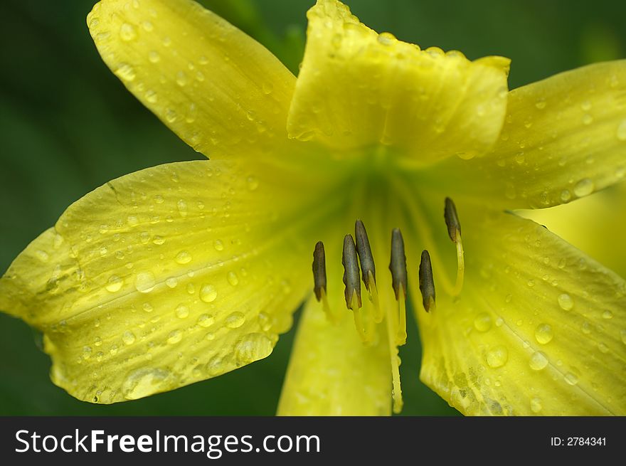Closeup of day lily sprinkled with water droplets