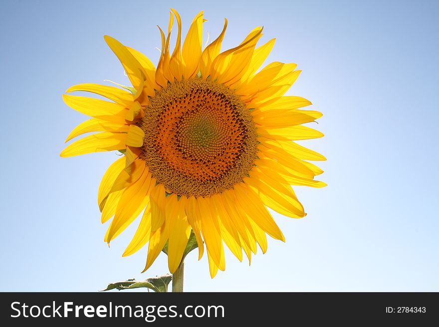 Sunflower with bright blue sky background. Sunflower with bright blue sky background