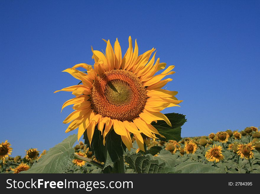 Sunflower field with calm blue sky background. Sunflower field with calm blue sky background