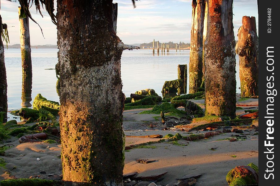 Barnacle covered pilings, in the bay