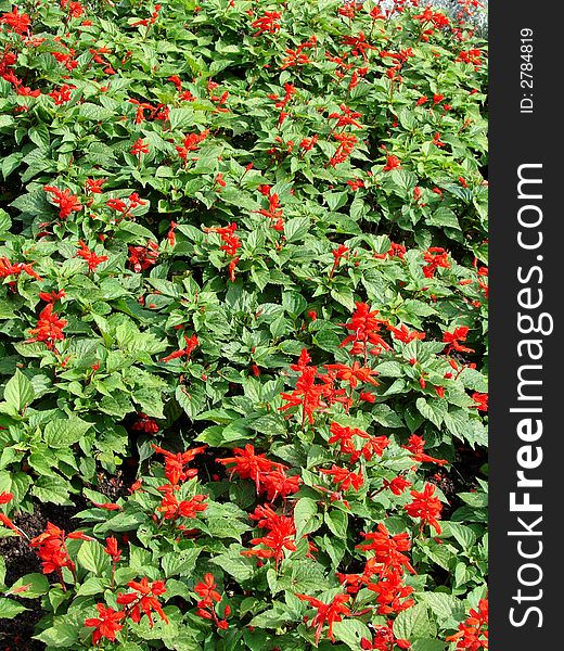 Flowerbed - red flowers and green leaves background