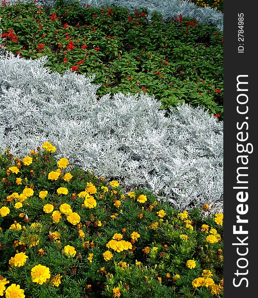 Flowerbed - red, white, yellow flowers