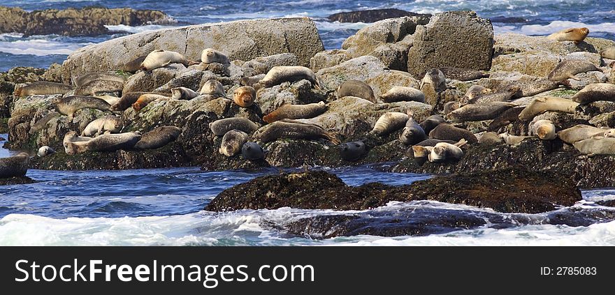 Harbor Seals sleeping on an island in Maine